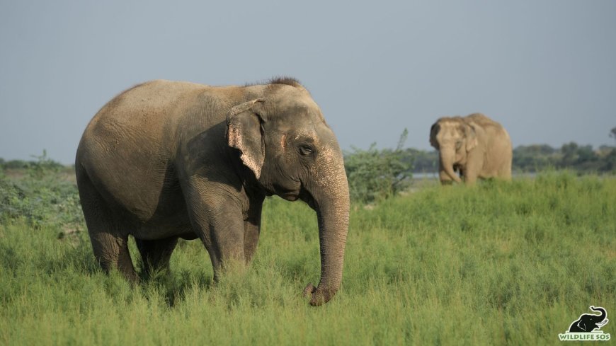 दर्द से दया तक: हाथी संरक्षण केंद्र में माया और बिजली के पुनर्वास की 15 साल की प्रेरक यात्रा