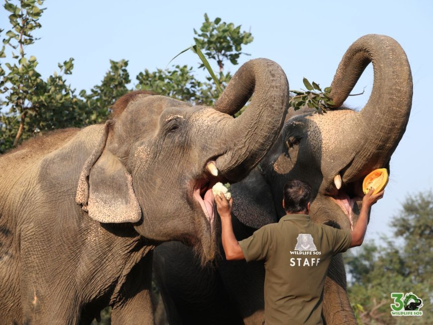 हथिनी मिया की आज़ादी का एक दशक: सर्कस की बेड़ियों से सुरक्षित देखभाल तक का मार्मिक सफ़र