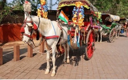 क्या कभी घोड़े की टापें फिर गूंजेंगी: आगरा की तांगा परंपरा को बचाने की पुकार