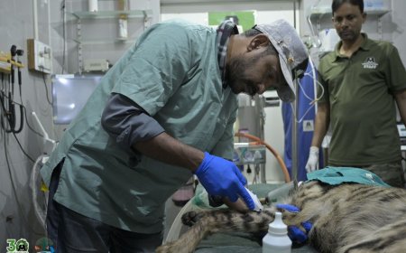 फतेहाबाद में घायल लकड़बग्घे को वन विभाग–वाइल्डलाइफ एसओएस के संयुक्त रेस्क्यू ने दिया नया जीवन