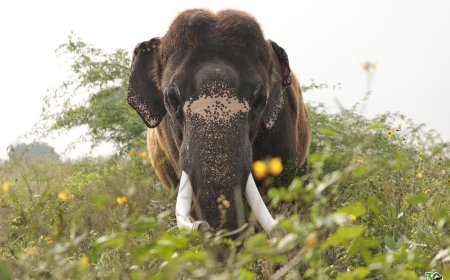 पीड़ा से आज़ादी तक: नर हाथी सूरज और राजेश ने मनाई स्वतंत्रता की वर्षगांठ