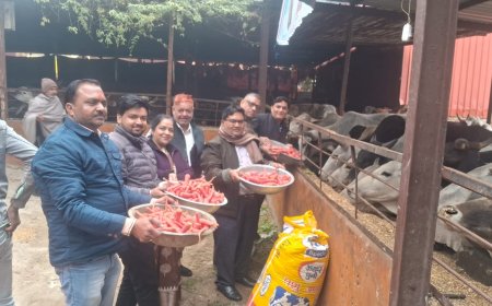 आगरा में लायंस क्लब आकाश ने की फाउंड्री नगर गौशाला में की मासिक गौ सेवा