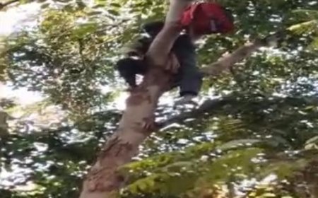 नौकरी बहाली की जंग, बर्खास्त वन कर्मी का ‘शोले’ स्टाइल विरोध, दफ्तर के सामने पेड़ पर चढ़ा, घंटों चला हाई-वोल्टेज ड्रामा