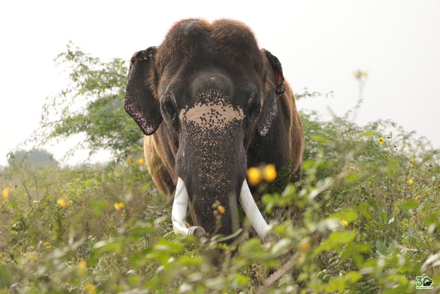 पीड़ा से आज़ादी तक: नर हाथी सूरज और राजेश ने मनाई स्वतंत्रता की वर्षगांठ