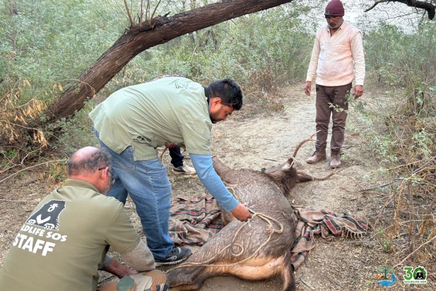 मथुरा वन विभाग और वाइल्डलाइफ एसओएस ने संयुक्त अभियान में सांभर हिरण को सुरक्षित बचाया