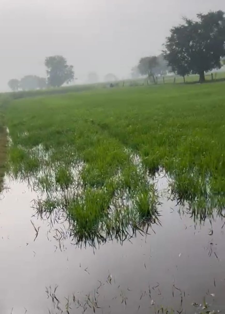 किरावली नहर टूटी, किसानों की मेहनत डूबी: 50 बीघा से अधिक फसल जलमग्न, आंदोलन की चेतावनी