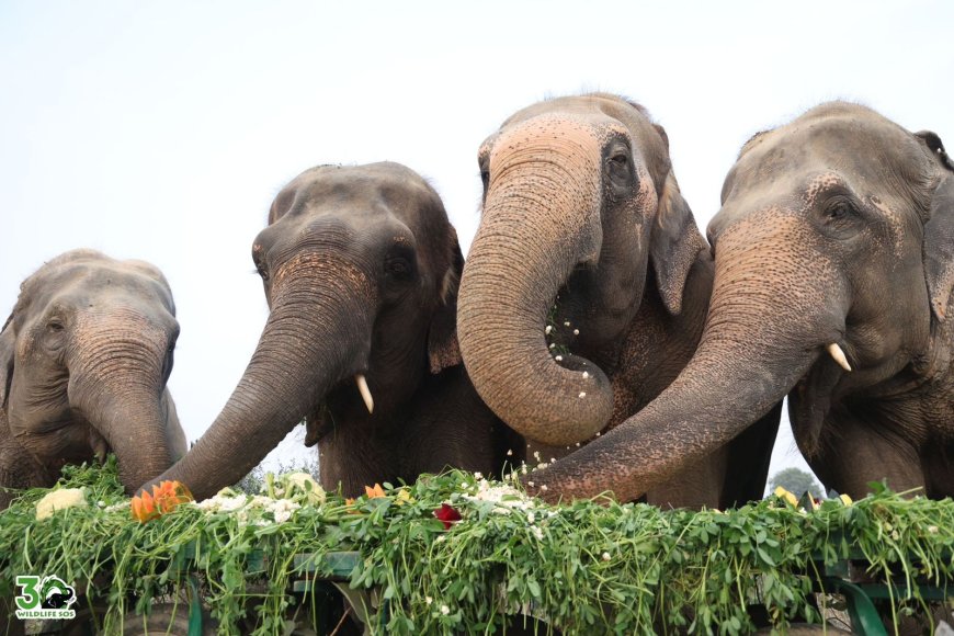 वाइल्डलाइफ एसओएस केंद्रों में क्रिसमस की खुशियां, बचाए गए हाथियों और भालुओं ने उपहारों संग मनाया उत्सव
