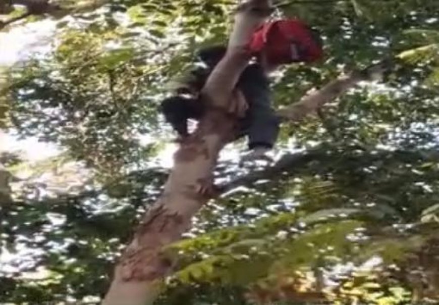 नौकरी बहाली की जंग, बर्खास्त वन कर्मी का ‘शोले’ स्टाइल विरोध, दफ्तर के सामने पेड़ पर चढ़ा, घंटों चला हाई-वोल्टेज ड्रामा