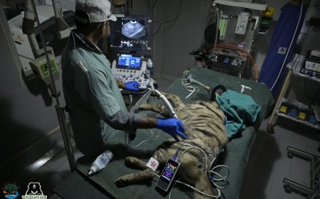 रेस्क्यू डायरी 2025: आगरा–मथुरा में वाइल्डलाइफ एसओएस ने 1300 से अधिक वन्यजीवों को दिया नया जीवन