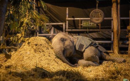 शीतलहर से जंग: हाथी–भालुओं के लिए हीटर, कंबल और खास आहार, वाइल्डलाइफ एसओएस की चौकस पहल