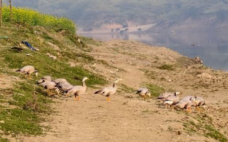 सूर सरोवर पक्षी विहार में पंखों की सरसराहट: प्रवासी पक्षियों की आमद ने बढ़ाई आगरा की जैविक शान, बार हेडेड गूज के झुंड भी नजर आ रहे