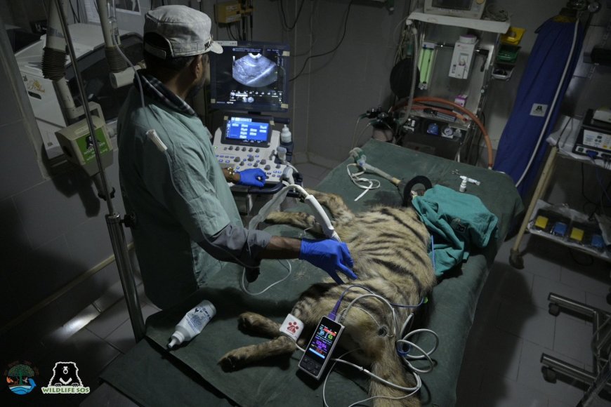 रेस्क्यू डायरी 2025: आगरा–मथुरा में वाइल्डलाइफ एसओएस ने 1300 से अधिक वन्यजीवों को दिया नया जीवन