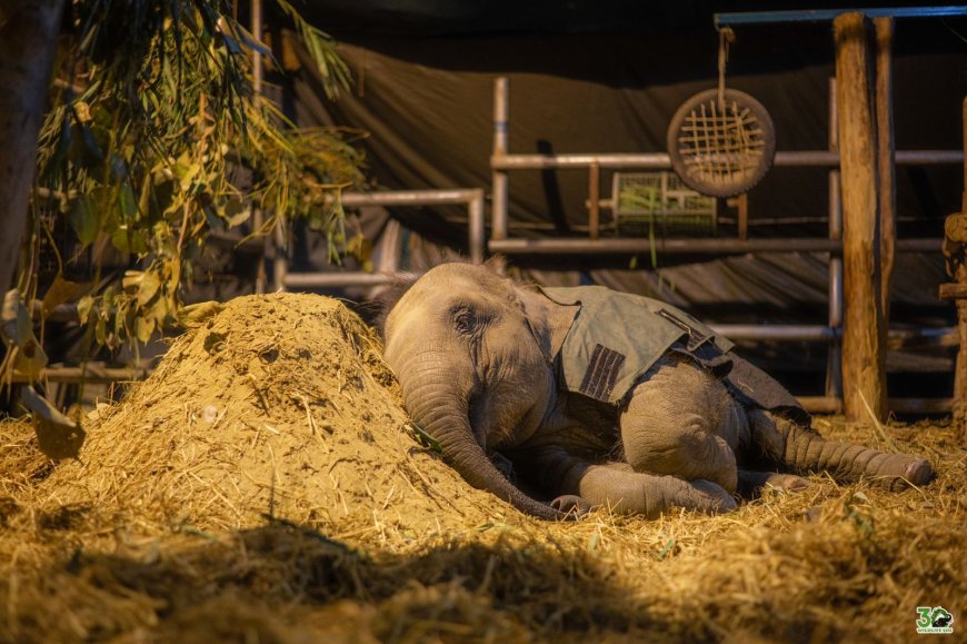 शीतलहर से जंग: हाथी–भालुओं के लिए हीटर, कंबल और खास आहार, वाइल्डलाइफ एसओएस की चौकस पहल