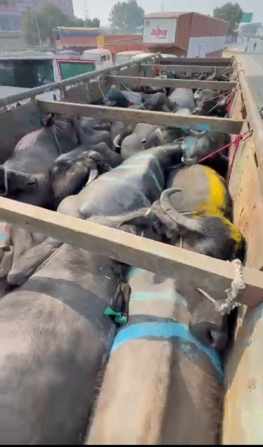 आगरा में इनर रिंग रोड पर पशु क्रूरता का खुलासा: ट्रक में ठूंस-ठूंस कर भरी हुई थीं भैसें, गोरक्षा दल और करणी सेना ने किया हंगामा, पुलिस जांच में जुटी