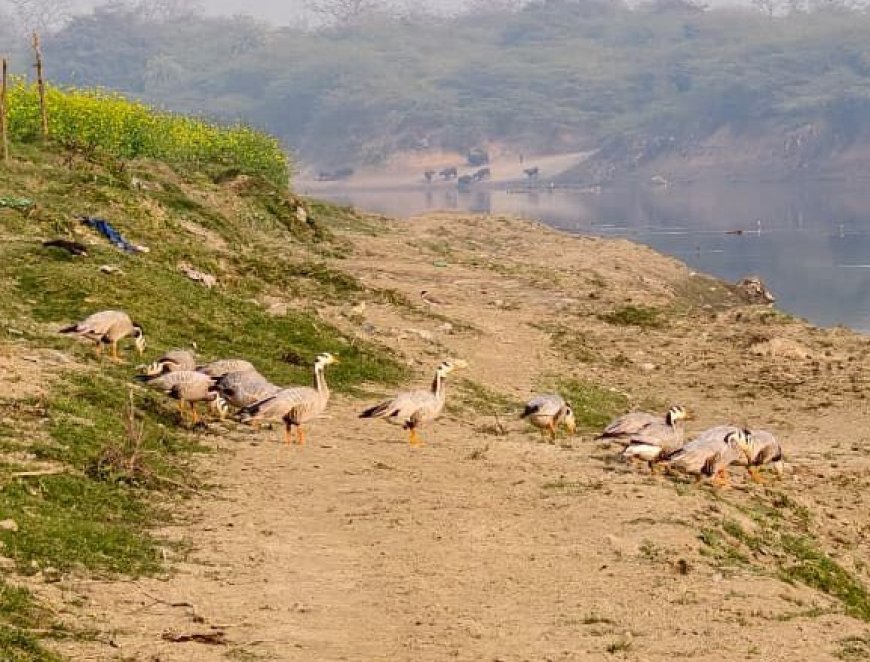 सूर सरोवर पक्षी विहार में पंखों की सरसराहट: प्रवासी पक्षियों की आमद ने बढ़ाई आगरा की जैविक शान, बार हेडेड गूज के झुंड भी नजर आ रहे