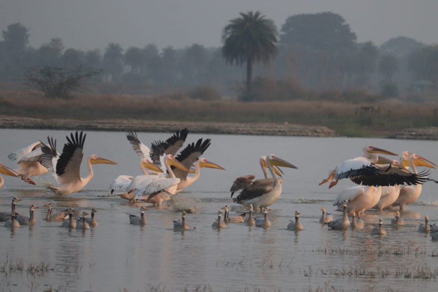 आगरा मंडल के चार वेटलैंड्स- जोधपुर झाल, सूर सरोवर, पटना पक्षी विहार और समान बर्ड सेंचुरी मैनपुरी में जलीय पक्षियों की गणना होने जा रही
