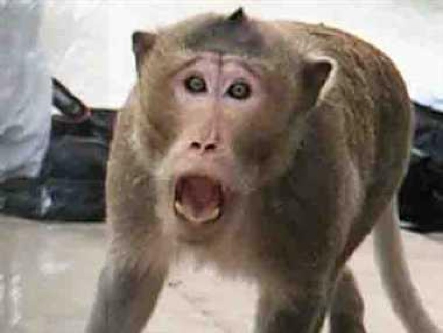 आगरा में बंदरों का आतंक बेकाबू, एक ही दिन में दो बड़े हमले, छात्र आईसीयू में भर्ती