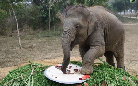 ट्रेन की टक्कर से अपंग हुई हथनी की बच्ची बानी की जिजीविषा की जीत: दो साल के उपचार ने रचा चमत्कार, अब सहारे बिना खड़ी हो रही है अनाथ हथनी