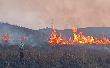 आगरा में फतेहाबाद क्षेत्र के जंगल में भड़की भीषण आग, धुएं के गुबार से मचा हड़कंप, पुलिस-फायर ब्रिगेड ने पाया काबू