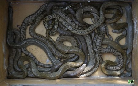 आगरा में खंदौली के नेकपुर गांव में मंदिर निर्माण स्थल पर सांपों का बसेरा, सात सांपों का दहशत के बीच किया गया सफल रेस्क्यू