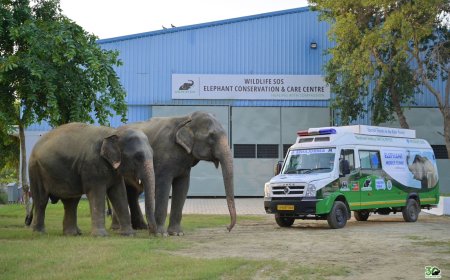 तीस साल और एक मिशनः वाइल्डलाइफ एसओएस ने भारत में वन्यजीव संरक्षण की परिभाषा बदल दी