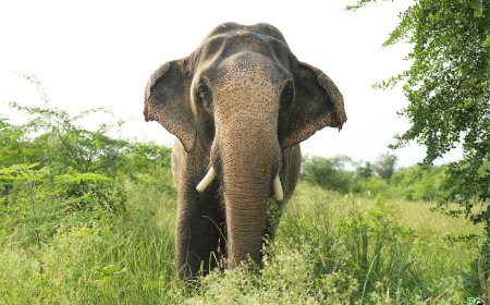 वाइल्डलाइफ एसओएस के संरक्षण केंद्र में हाथी मनु ने मनाई आज़ादी की पहली वर्षगांठ
