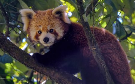 आगरा के सेलिब्रेटेड फोटोग्राफर ललित राजौरा का नेपाल में हिमालय की ऊंचाइयों में दुर्लभ सौंदर्य से साक्षात्कार, सिंगालीला में रेड पांडा की ऐतिहासिक तस्वीरें कीं कैमरे में कैद
