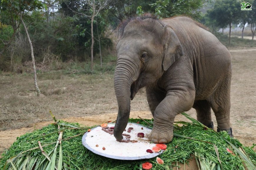 ट्रेन की टक्कर से अपंग हुई हथनी की बच्ची बानी की जिजीविषा की जीत: दो साल के उपचार ने रचा चमत्कार, अब सहारे बिना खड़ी हो रही है अनाथ हथनी