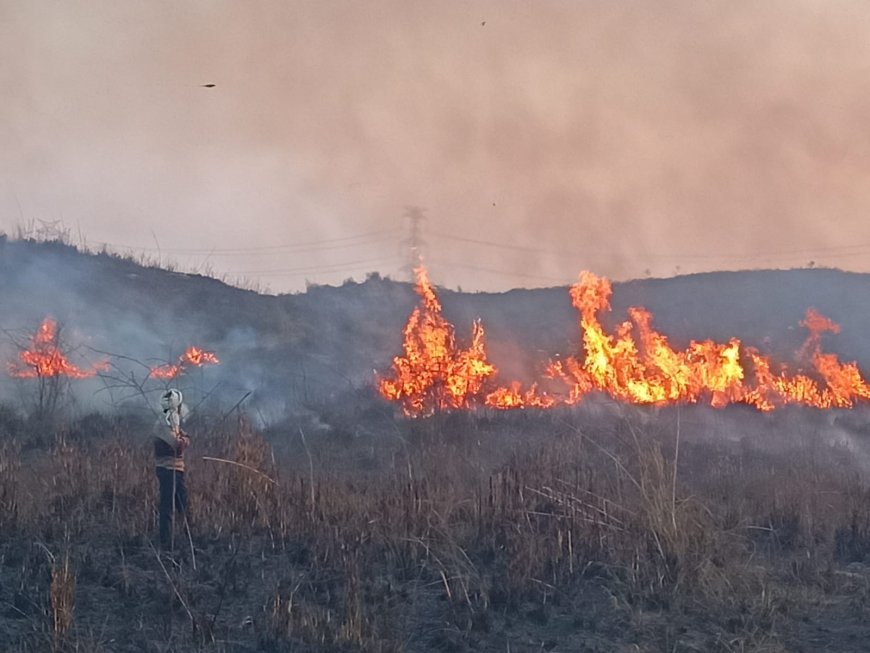 आगरा में फतेहाबाद क्षेत्र के जंगल में भड़की भीषण आग, धुएं के गुबार से मचा हड़कंप, पुलिस-फायर ब्रिगेड ने पाया काबू