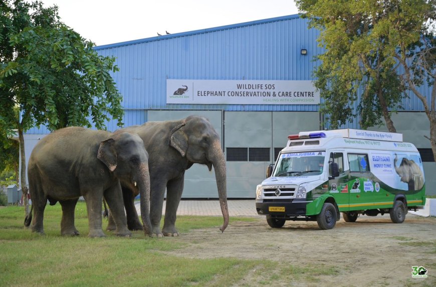 तीस साल और एक मिशनः वाइल्डलाइफ एसओएस ने भारत में वन्यजीव संरक्षण की परिभाषा बदल दी