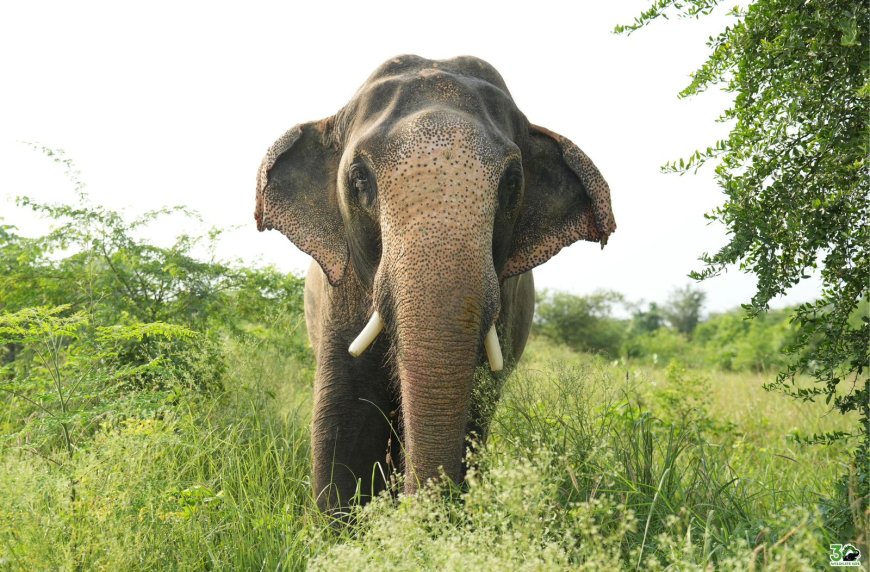 वाइल्डलाइफ एसओएस के संरक्षण केंद्र में हाथी मनु ने मनाई आज़ादी की पहली वर्षगांठ
