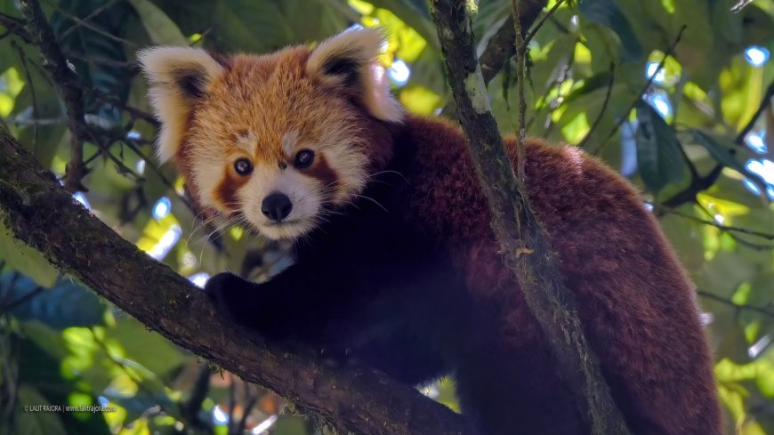 आगरा के सेलिब्रेटेड फोटोग्राफर ललित राजौरा का नेपाल में हिमालय की ऊंचाइयों में दुर्लभ सौंदर्य से साक्षात्कार, सिंगालीला में रेड पांडा की ऐतिहासिक तस्वीरें कीं कैमरे में कैद
