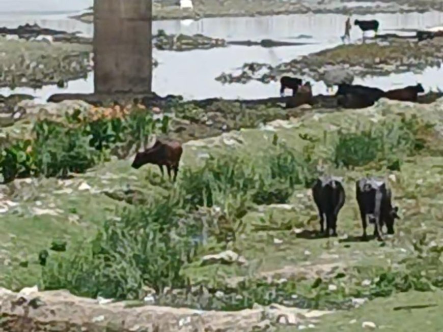 बल्केश्वर घाट पर बवाल, यमुना से भैंसें हटाने गई नगर निगम टीम पर पथराव, कर्मचारी गंभीर घायल