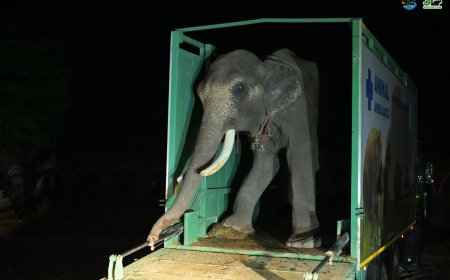 सड़कों पर भीख मंगवाकर तोड़ा गया ‘वीर’ का जीवन, 600 किमी अभियान में वन विभाग-वाइल्डलाइफ एसओएस ने अपंग हाथी को बचाया