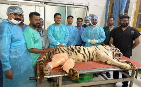 देश में पहली बार बाघिन पर एडवांस आर्थोपेडिक्स सर्जरी: आईवीआरआई की छह घंटे की मैराथन ऑपरेशन से डबल प्लेटिंग तकनीक से जोड़ी गईं टूटी हड्डियां