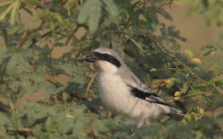 जोधपुर झाल वेटलैंड में दिखीं ‘कसाई पक्षी’ की पांच प्रजातियां, ब्रज क्षेत्र प्रवासी पक्षियों के लिए बन रहा नया सुरक्षित ठिकाना