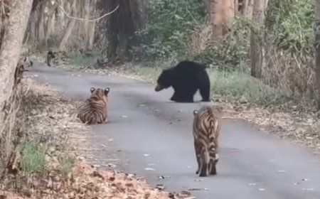 जंगल का हैरतअंगेज संगम: पीलीभीत टाइगर रिजर्व में एक ही रास्ते पर साथ चले दो बाघ और विशाल भालू, कैमरे में कैद हुआ दुर्लभ नजारा