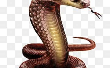 बरेली में सांप का कहर: युवक की मौत, महिला जिंदगी और मौत के बीच जूझ रही