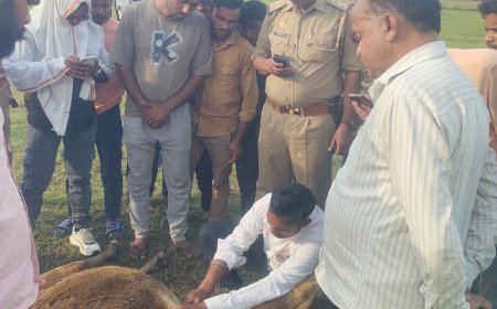 फतेहपुर सीकरी के दूरा गांव में एक साथ 14 गोवंश की मौत से सनसनी, खेतों में चरने के दौरान बिगड़ी गायों और बछड़ों की हालत और देखते ही देखते मौत के मुंह में समाते चले गये, बिसरा जांच के लिए भेजा गया