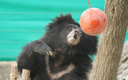 नाचते भालू की दर्दनाक कैद खत्म: झारखंड से बचाई गई ‘ग्रेसी’ को आगरा में नई जिंदगी, गंभीर हालत में शुरू हुआ इलाज