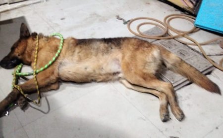 आगरा में जर्मन शेफर्ड कुत्ते को मुंह बांधकर सड़क पर छोड़ गया मालिक, कैस्पर्स होम ने बचाया