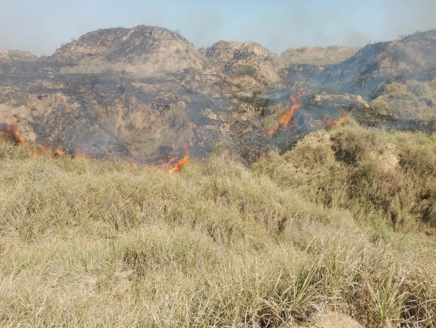 चंबल के बीहड़ों में धधकी भीषण आग से उमरेठा पुरा में अफरा-तफरी, फायर ब्रिगेड ने संभाला मोर्चा
