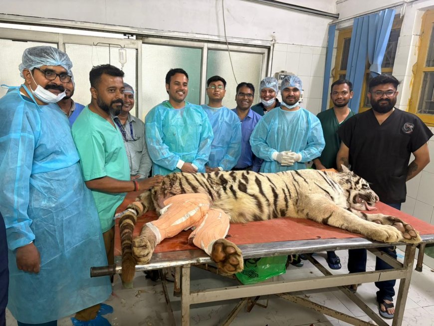 देश में पहली बार बाघिन पर एडवांस आर्थोपेडिक्स सर्जरी: आईवीआरआई की छह घंटे की मैराथन ऑपरेशन से डबल प्लेटिंग तकनीक से जोड़ी गईं टूटी हड्डियां
