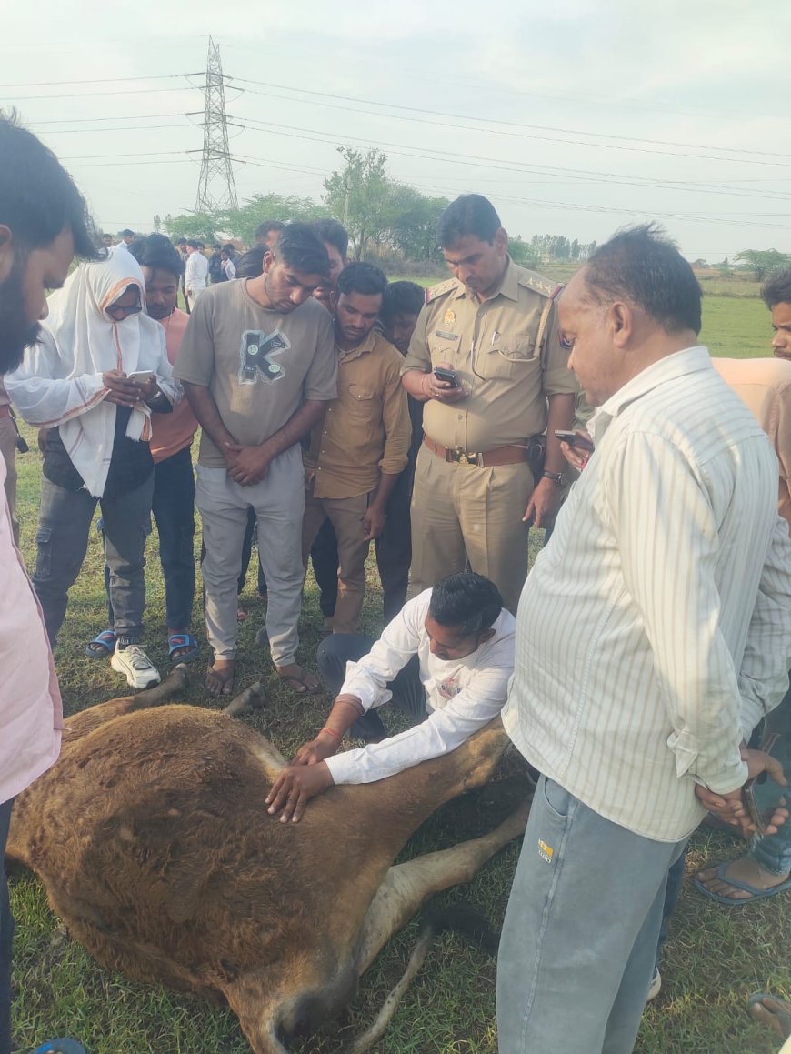 फतेहपुर सीकरी के दूरा गांव में एक साथ 14 गोवंश की मौत से सनसनी, खेतों में चरने के दौरान बिगड़ी गायों और बछड़ों की हालत और देखते ही देखते मौत के मुंह में समाते चले गये, बिसरा जांच के लिए भेजा गया