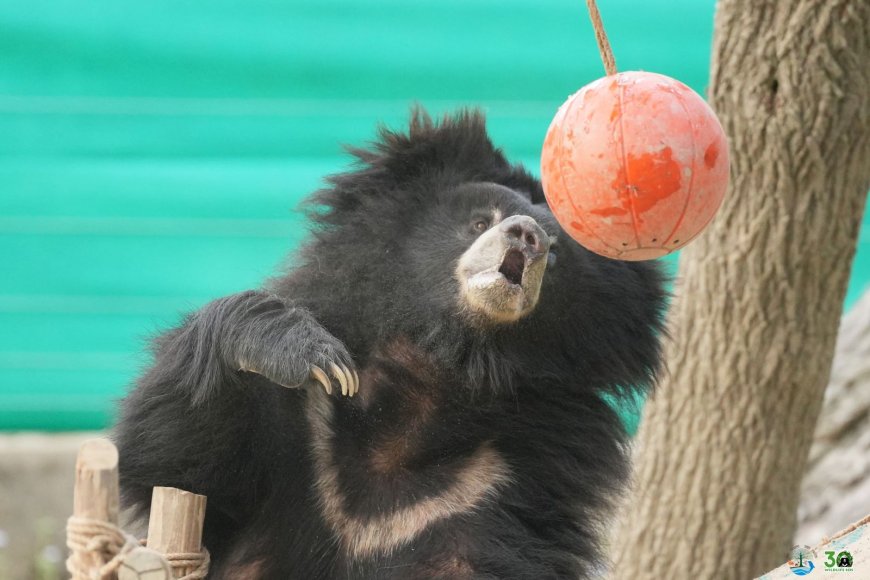 नाचते भालू की दर्दनाक कैद खत्म: झारखंड से बचाई गई ‘ग्रेसी’ को आगरा में नई जिंदगी, गंभीर हालत में शुरू हुआ इलाज