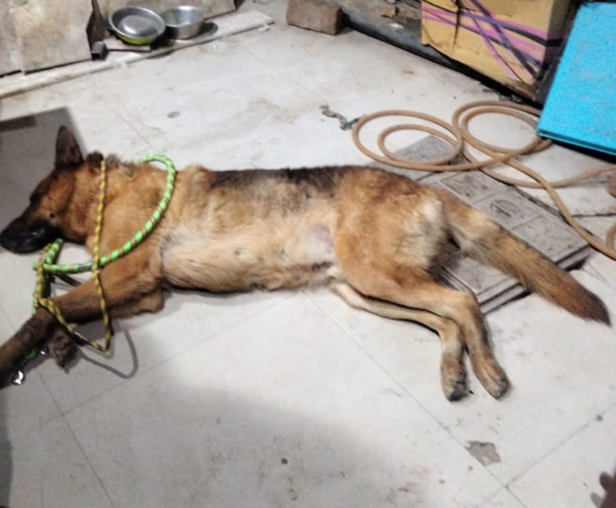 आगरा में जर्मन शेफर्ड कुत्ते को मुंह बांधकर सड़क पर छोड़ गया मालिक, कैस्पर्स होम ने बचाया