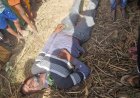 आगरा के बाह क्षेत्र में कहर बनकर गिरी आसमानी बिजली: खेत में खड़े युवक की दर्दनाक मौत, नीम का पेड़ भी फट गया, परिवार में मातम