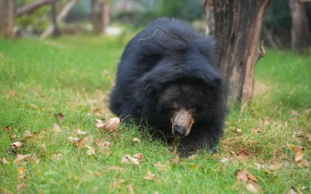 दर्द से मुक्ति तक का सफर थमा— 35 साल की ‘चमेली’ ने ली अंतिम सांस, आगरा भालू संरक्षण केंद्र में खत्म हुई एक मार्मिक कहानी