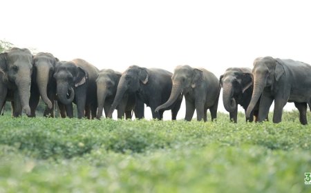 ‘सवारी नहीं, संवेदना चाहिए’: हाथी बचाओ दिवस पर उजागर हुआ क्रूर सच, पर्यटन के नाम पर हो रहा शोषण