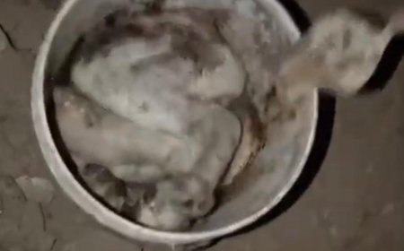 आगरा में इंसानियत शर्मसार, धारदार हथियार से कुत्ते की हत्या, बदबू से खुला राज